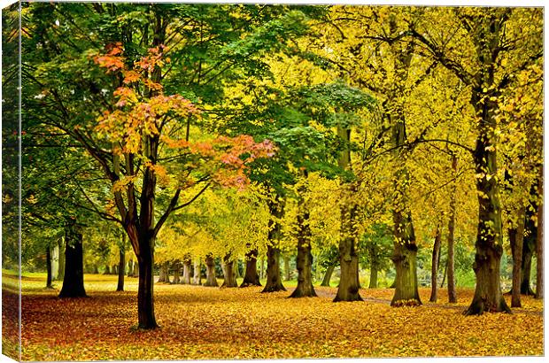 Autumn colours Canvas Print by Tom Reed