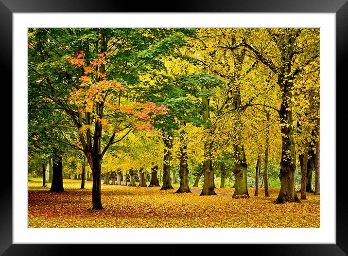 Autumn colours Framed Mounted Print by Tom Reed