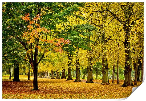 Autumn colours Print by Tom Reed
