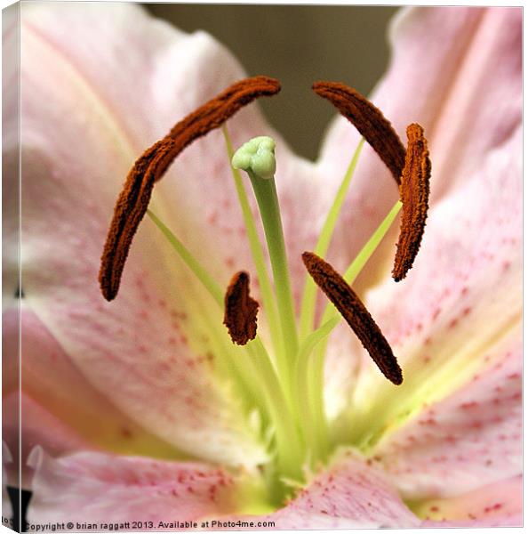 Lily 2 Canvas Print by Brian  Raggatt