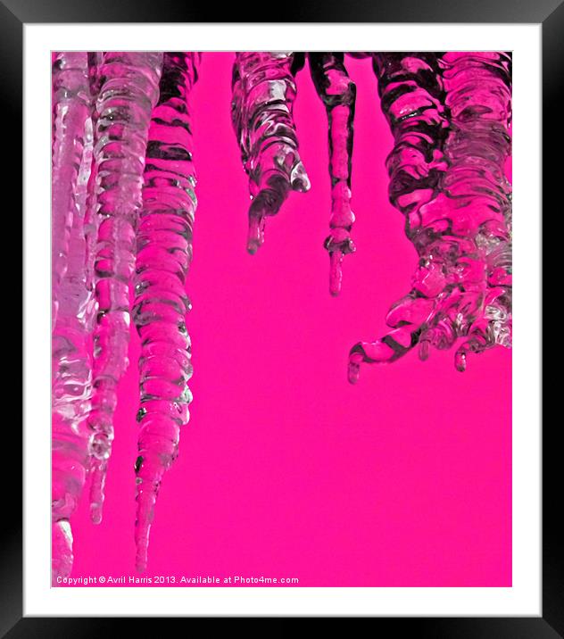 Hot Pink Icicles Framed Mounted Print by Avril Harris