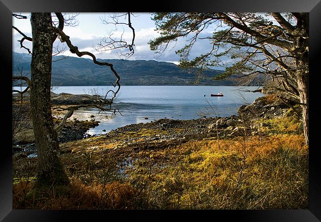 Sheltered Bay of Loch Sunart Framed Print by Jacqi Elmslie