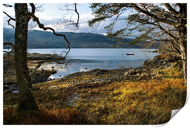 Sheltered Bay of Loch Sunart Print by Jacqi Elmslie