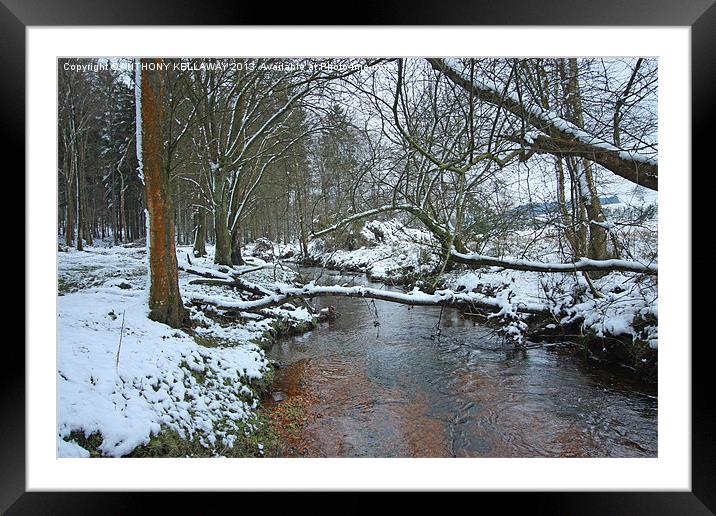 NEW FOREST STREAM SNOW SCENE Framed Mounted Print by Anthony Kellaway