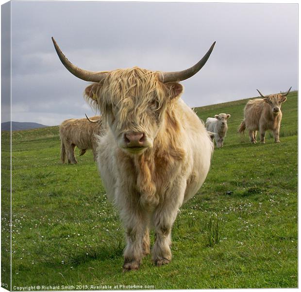 Blonde Highland Cow Canvas Print by Richard Smith