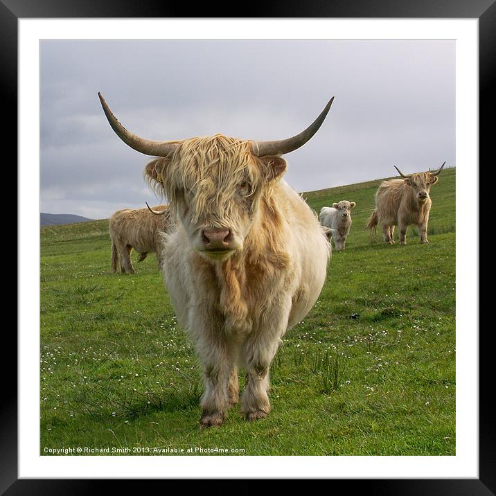 Blonde Highland Cow Framed Mounted Print by Richard Smith
