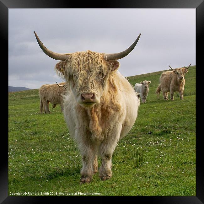 Blonde Highland Cow Framed Print by Richard Smith