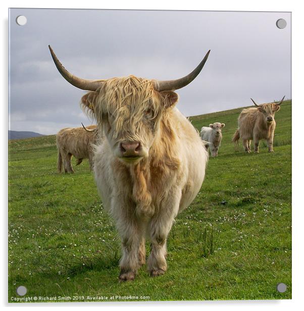 Blonde Highland Cow Acrylic by Richard Smith