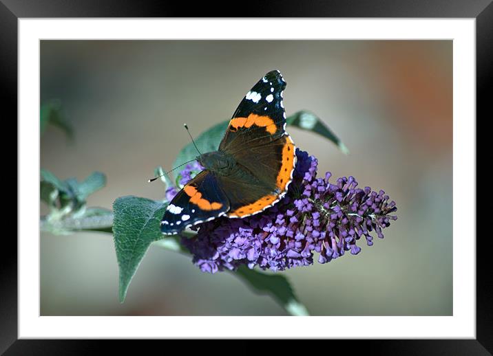 Red Admiral Framed Mounted Print by Vicky Mitchell