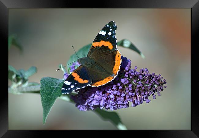 Red Admiral Framed Print by Vicky Mitchell