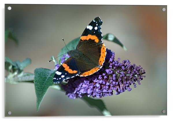 Red Admiral Acrylic by Vicky Mitchell