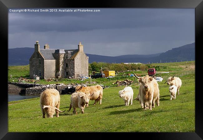 Highland Cattle on Skye Framed Print by Richard Smith