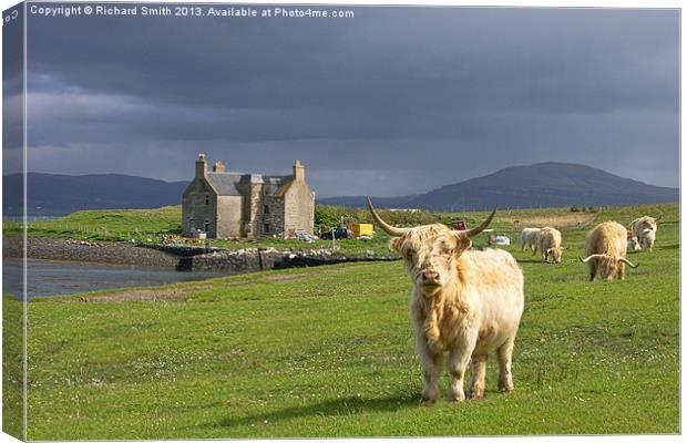Highland cattle at Ardmore Canvas Print by Richard Smith
