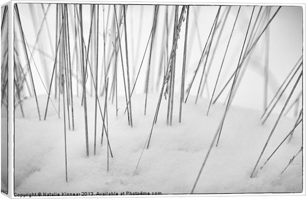 Grasses in the Snow Canvas Print by Natalie Kinnear