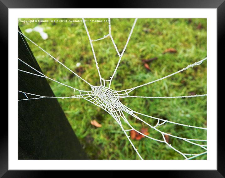 Natures Jewel: An ice covered cobweb Framed Mounted Print by Sandra Beale