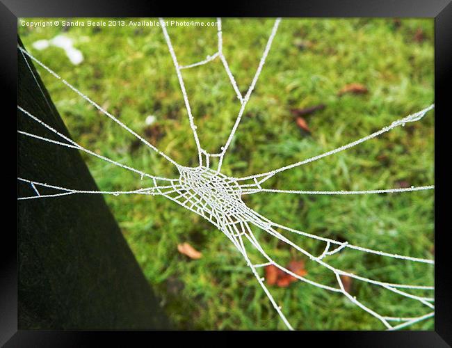 Natures Jewel: An ice covered cobweb Framed Print by Sandra Beale