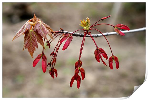 more red leaves Print by anne lyubareva