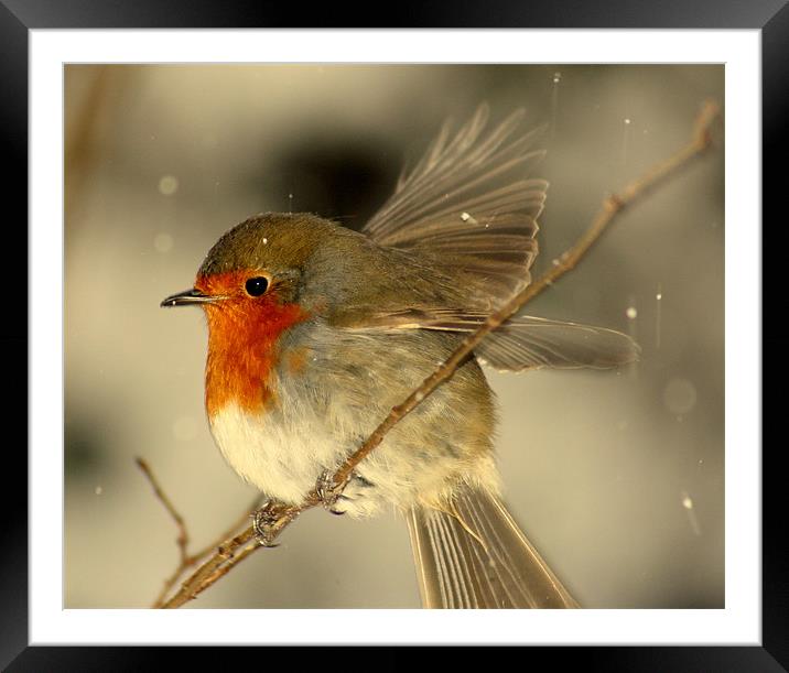 Fly Away Robin Framed Mounted Print by carl wood