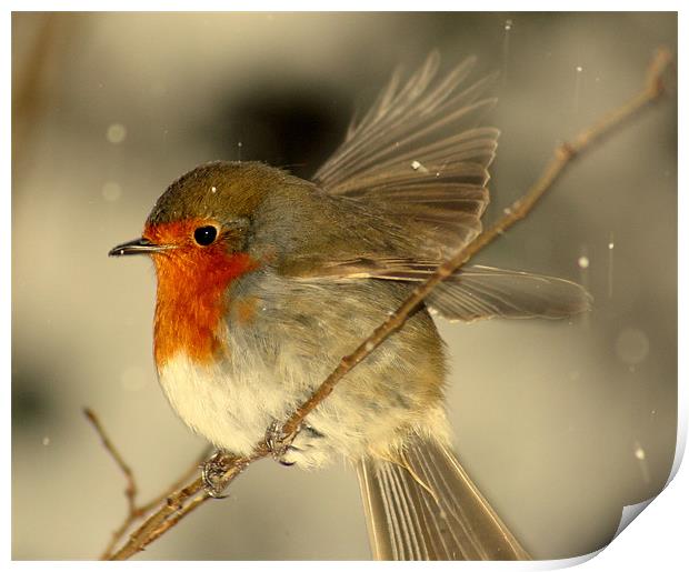 Fly Away Robin Print by carl wood