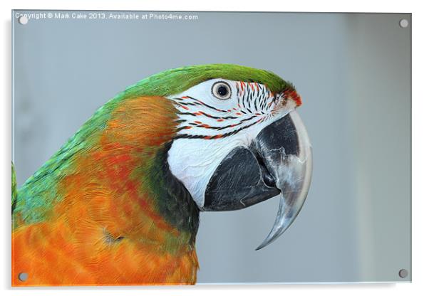 Harlequin macaw Acrylic by Mark Cake