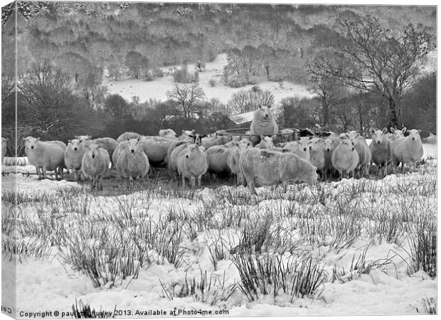 Sheep.Brecon Beacons.Snow. Canvas Print by paulette hurley