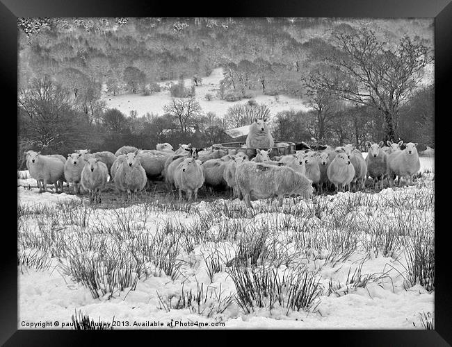 Sheep.Brecon Beacons.Snow. Framed Print by paulette hurley