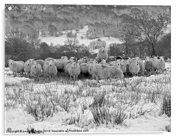 Sheep.Brecon Beacons.Snow. Acrylic by paulette hurley