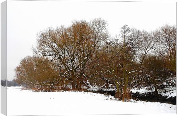 snowy tree view Canvas Print by caren chapman