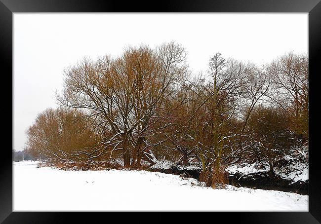 snowy tree view Framed Print by caren chapman