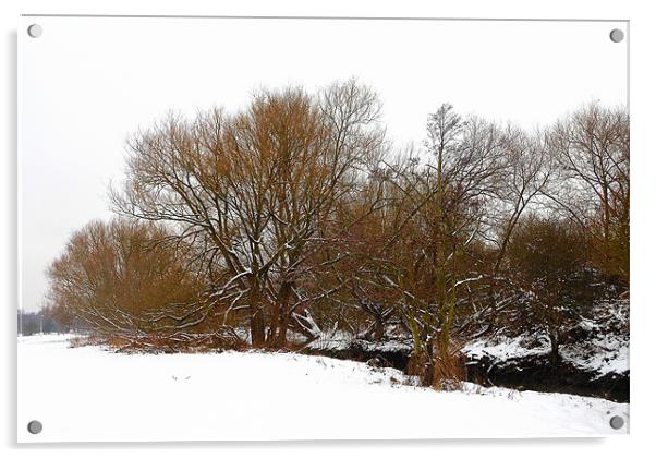 snowy tree view Acrylic by caren chapman