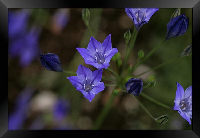 blue flowers 3 Framed Print by anne lyubareva