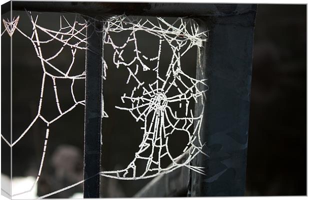Frosty Cobweb Canvas Print by Louise Wilson