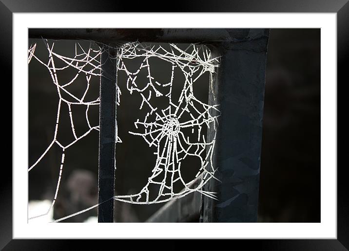 Frosty Cobweb Framed Mounted Print by Louise Wilson