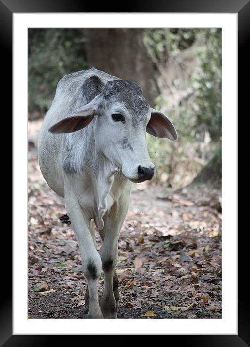 Sacred Cow Framed Mounted Print by Louise Wilson
