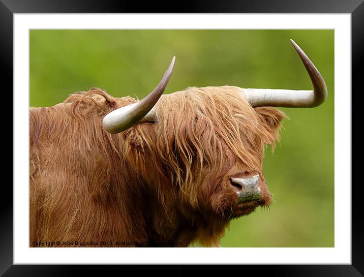 West Highland Cow Framed Mounted Print by John Biggadike