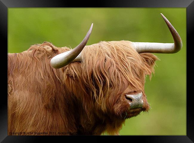 West Highland Cow Framed Print by John Biggadike