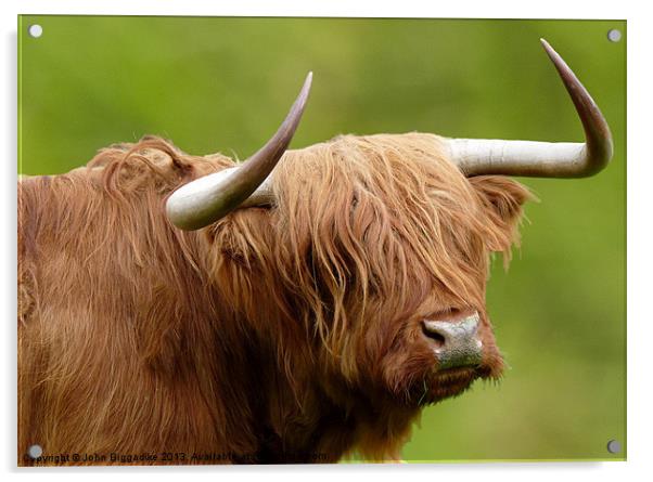 West Highland Cow Acrylic by John Biggadike