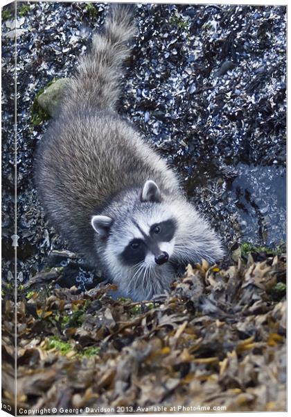 Curious Racoon Canvas Print by George Davidson