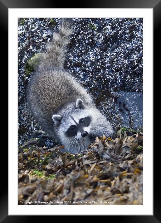 Curious Racoon Framed Mounted Print by George Davidson