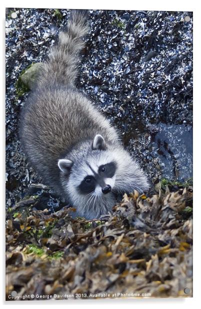 Curious Racoon Acrylic by George Davidson