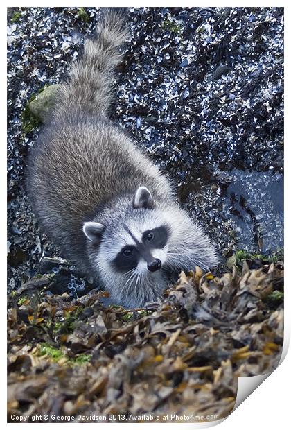 Curious Racoon Print by George Davidson