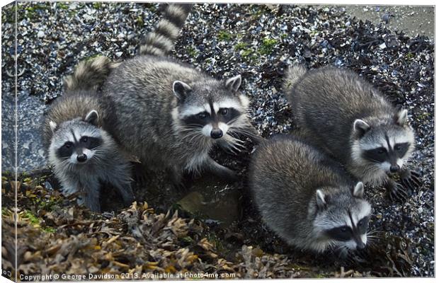 Racoon Family Canvas Print by George Davidson