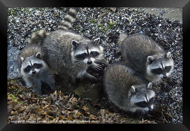 Racoon Family Framed Print by George Davidson