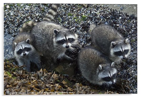 Racoon Family Acrylic by George Davidson