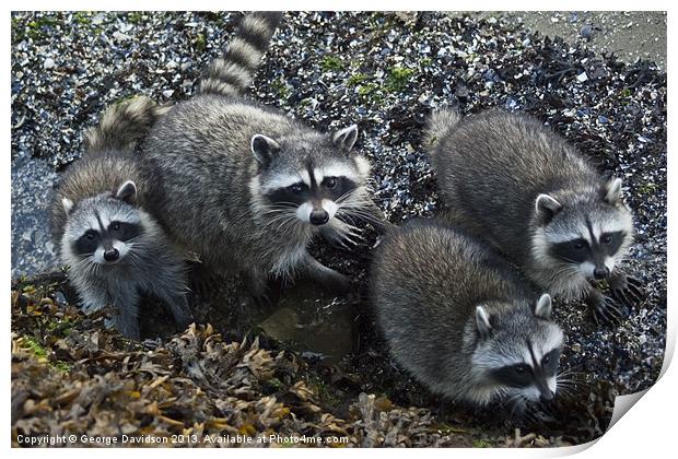 Racoon Family Print by George Davidson