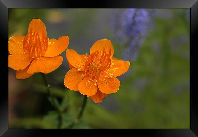 2 orange flowers Framed Print by anne lyubareva
