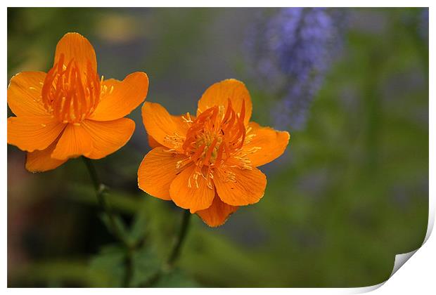 2 orange flowers Print by anne lyubareva