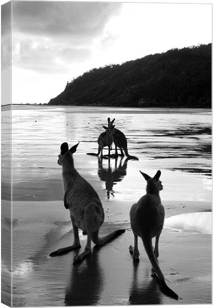 Kangaroos on the Beach  Canvas Print by Victoria Ashman