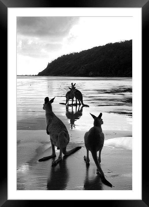 Kangaroos on the Beach  Framed Mounted Print by Victoria Ashman