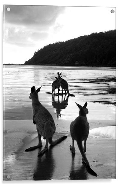 Kangaroos on the Beach  Acrylic by Victoria Ashman